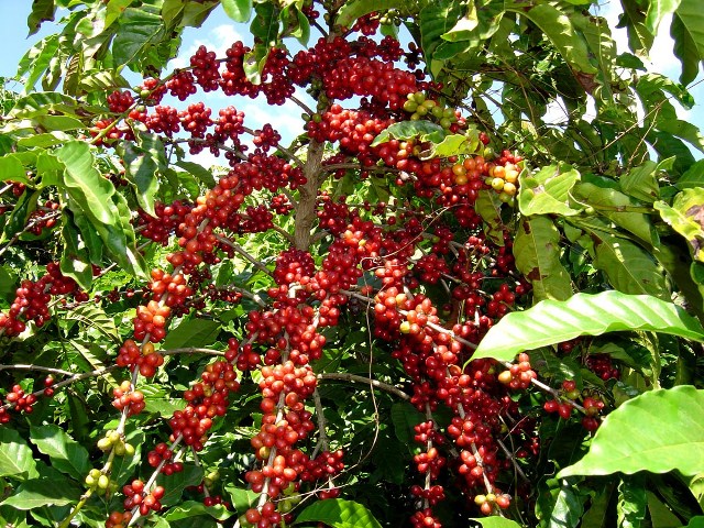 Cà phê Bourbon Coffee – Madagasca