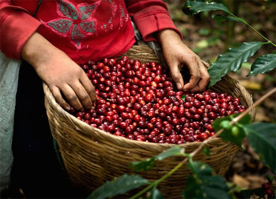 Cà phê Robusta (cà phê vối) tại Kontum – Việt Nam - Robusta là gì Nguồn gốc xuất xứ và đặc điểm của cà phê Robusta