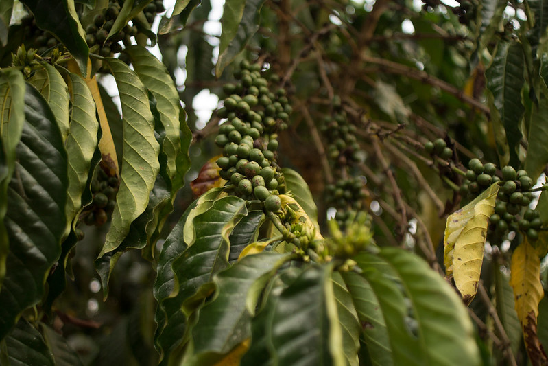 Coffee-beans-in-colombia - Colombia cà phê