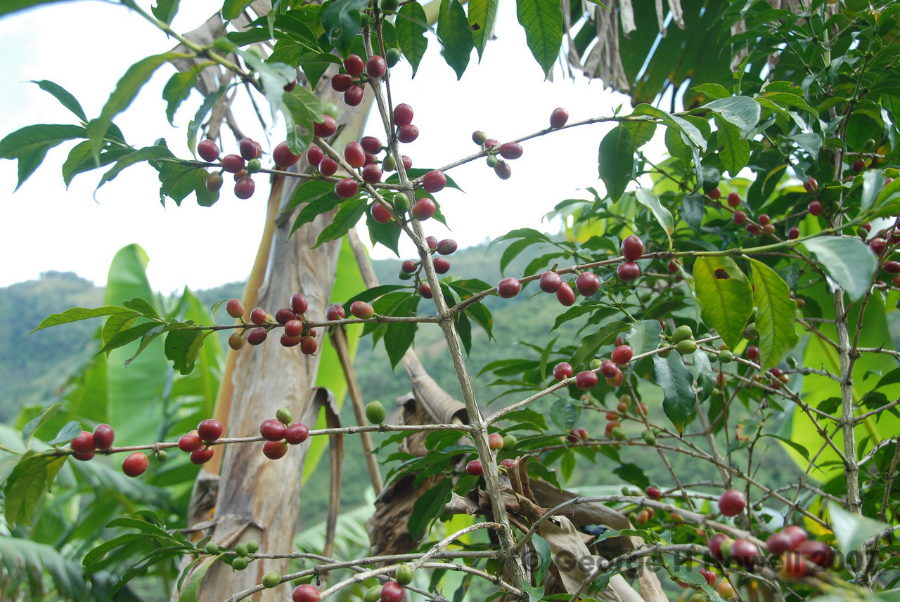 Cà Phê Typica – Ethiopia